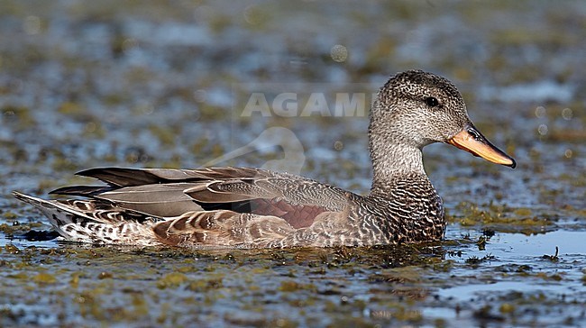 First-winter male Gadwall (Anas strepera) swimming in a pond in Helsinki, Finland. Seen from the side. stock-image by Agami/Tomi Muukkonen,