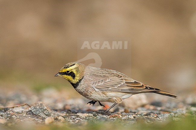 Strandleeuwerik, Shore Lark, Eremophila alpestris stock-image by Agami/Menno van Duijn,