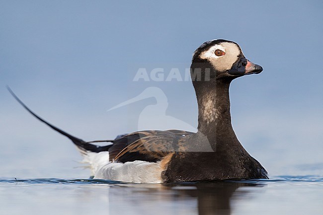 Long-tailed Duck (Clangula hyemalis), adult male swimming in a pond stock-image by Agami/Saverio Gatto,