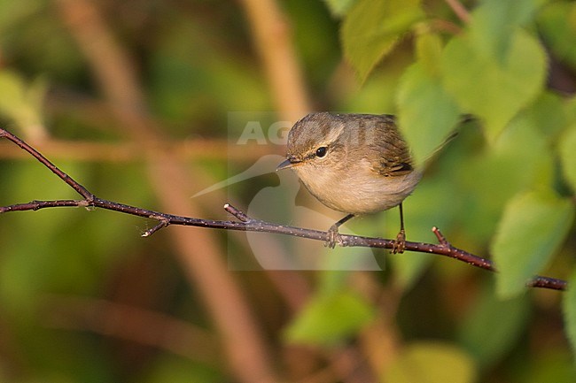 Two-barred Warbler (Phylloscopus plumbeitarsus), Russia (Baikal) adult stock-image by Agami/Ralph Martin,
