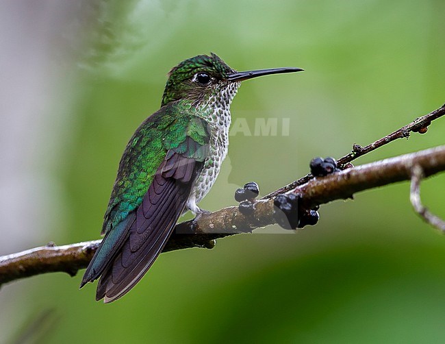 Many-spotted Hummingbird, Taphrospilus hypostictus, perched on a branch in tropical rain forest in Ecuador stock-image by Agami/Andy & Gill Swash ,