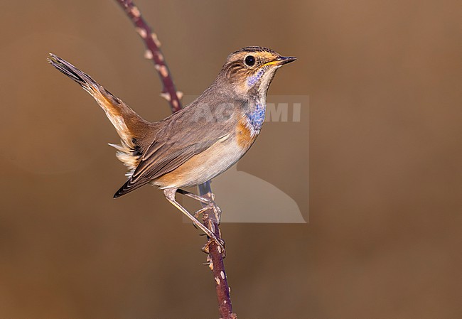 White-spotted Bluethroat, Luscinia svecica, in Italy. stock-image by Agami/Daniele Occhiato,