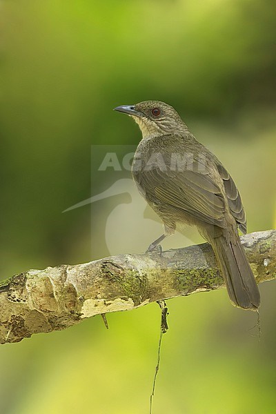 Olive-winged Bulbul (Pycnonotus plumosus) Perched on a branch in Borneo stock-image by Agami/Dubi Shapiro,