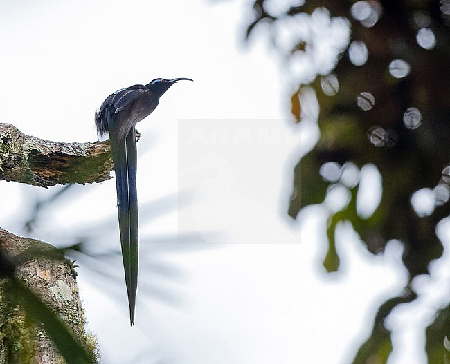 Male Black sicklebill, Epimachus fastosus, in West Papua, Indonesia. stock-image by Agami/Pete Morris,