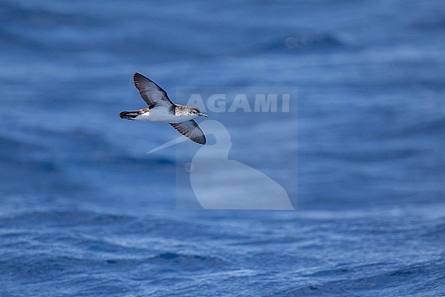 Boyd's shearwater (Puffinus boydi) flying, with a the sea producing a blue background in Cape Verde. stock-image by Agami/Sylvain Reyt,