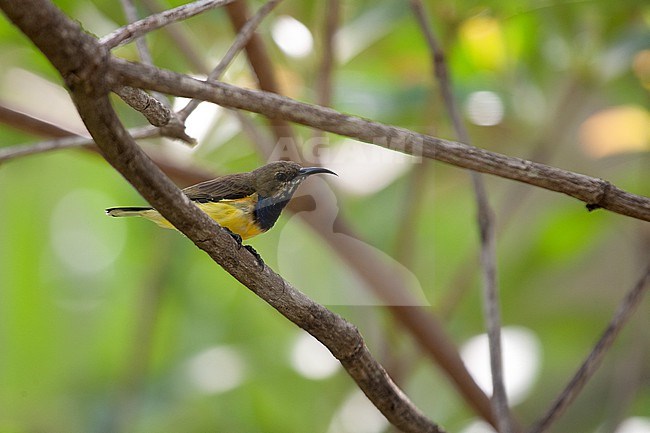 Ornate Sunbird (Cinnyris ornatus) at Koh Samui, Thailand stock-image by Agami/Helge Sorensen,