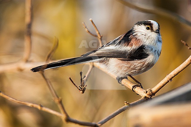 Long-tailed Tit, Aegithalos caudatus stock-image by Agami/Wil Leurs,