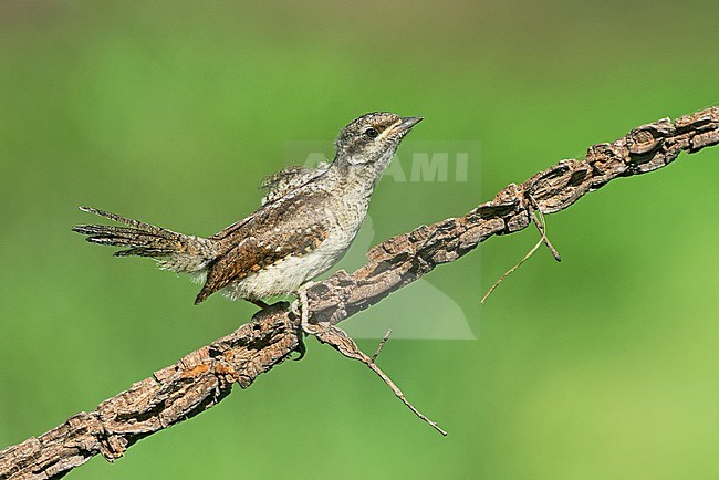 Eurasian Wryneck (Jynx torquilla) immature stock-image by Agami/Alain Ghignone,