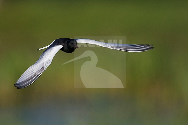 White-winged Tern - Weissflügel-Seeschwalbe - Chlidonias leucopterus, Poland, adult stock-image by Agami/Ralph Martin,