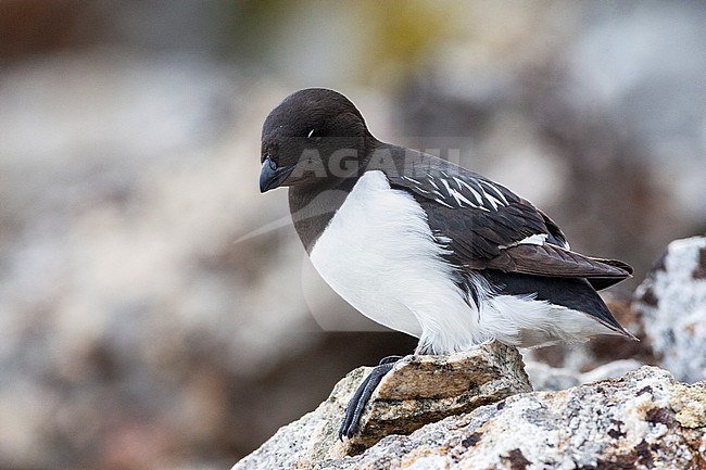 Little Auk (Alle alle) during summer season on Spitsbergen in arctic Norway. Adult perched on a rock in the colony. stock-image by Agami/Marc Guyt,