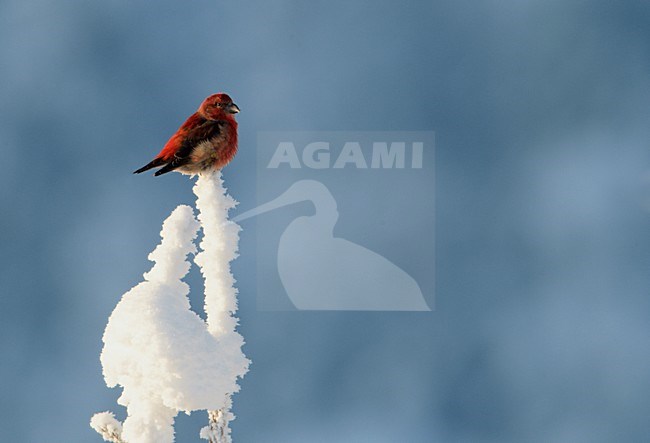 Mannetje Kruisbek in de winter in besneeuwde spar;  Male Red Crossbill in winter in snowy spruce stock-image by Agami/Markus Varesvuo,