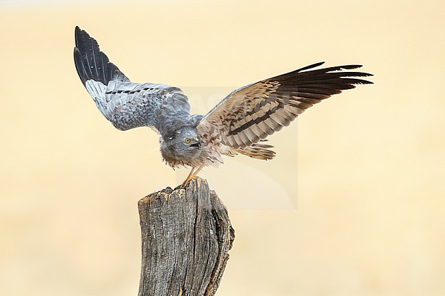 Male Montagu's Harrier (Circus pygargus) perched on a pole in Spain stock-image by Agami/Alain Ghignone,