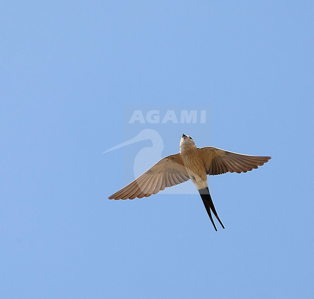 European Red-rumped Swallow (Cecropis rufula) in flight. stock-image by Agami/Roy de Haas,
