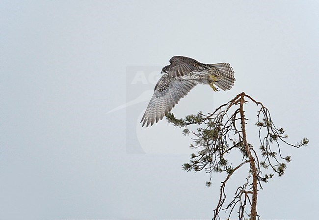 Giervalk wegvliegend; Gyrfalcon flying off stock-image by Agami/Markus Varesvuo,