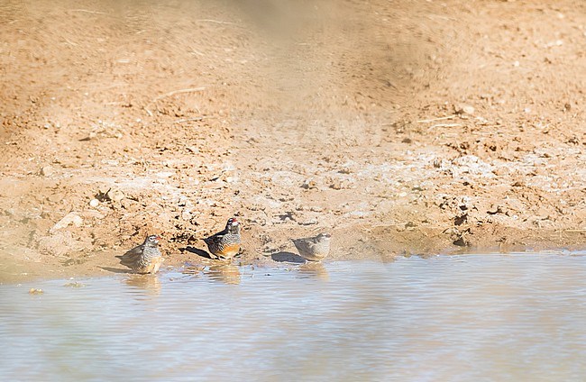 Quailfinch (Ortygospiza atricollis) in South Africa. Small flock coming to drink at a waterhole. stock-image by Agami/Pete Morris,