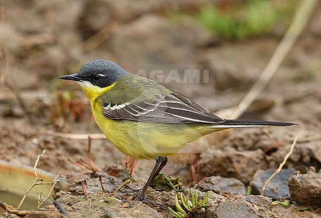 Adult male Eastern Yellow Wagtail (Motacilla tschutschensis plexa) during spring migration on Heuksan Do island in South Korea. stock-image by Agami/Aurélien Audevard,