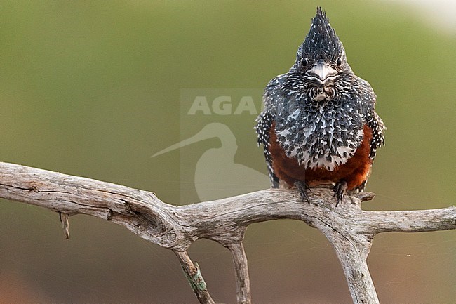 Giant Kingfisher (Megaceryle maxima) perched on a horizontal branch in South Africa. Looking straight at the photographer. stock-image by Agami/Bence Mate,
