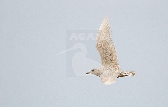 First-winter Iceland Gull (Larus glaucoides) at the beach of Katwijk,  Netherlands stock-image by Agami/Menno van Duijn,