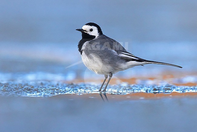 Pied Wagtail, Motacilla yarrellii, in Italy. stock-image by Agami/Daniele Occhiato,