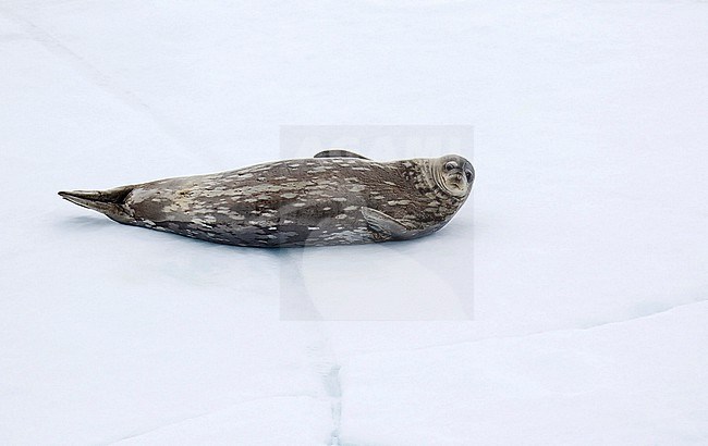 Weddell seal (Leptonychotes weddellii) in Antarctica. Lying on ice shelf. stock-image by Agami/Dani Lopez-Velasco,