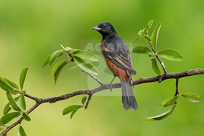 Adult male Orchard Oriole (Icterus spurius) perched on a branch in Galveston County, Texas, United States, during spring migration. stock-image by Agami/Brian E Small,