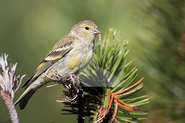 First-winter Citril Finch (Carduelis citrinella) perched on the end of a pine twig in Switzerland. stock-image by Agami/Ralph Martin,