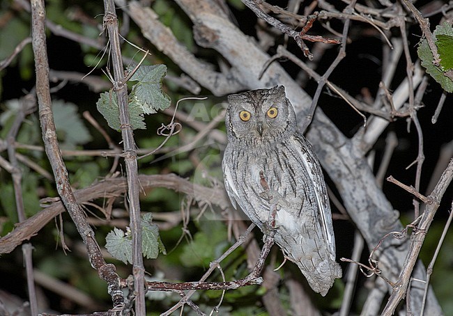 Pallid Scops Owl (Otus brucei) perched in a tree during the night. stock-image by Agami/Pete Morris,