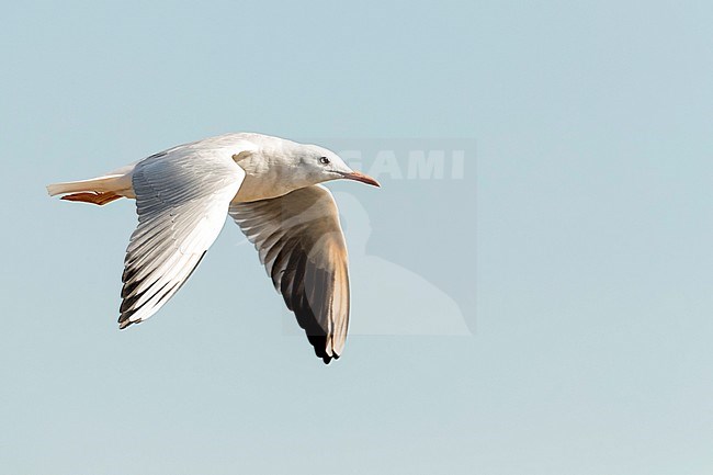 Slender-billed Gull (Chroicocephalus genei) during autumn migration in Ebro Delta, Spain stock-image by Agami/Marc Guyt,