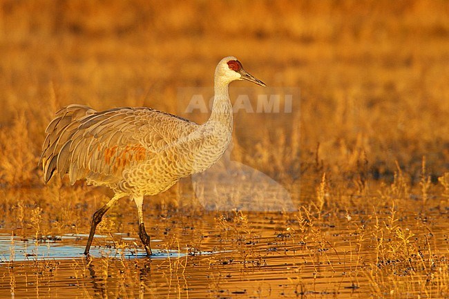 Sandhill Crane (Grus canadensis) feeding in a flooded field near the Bosque del Apache wildlife refuge near Socorro, New Mexico, USA. stock-image by Agami/Glenn Bartley,