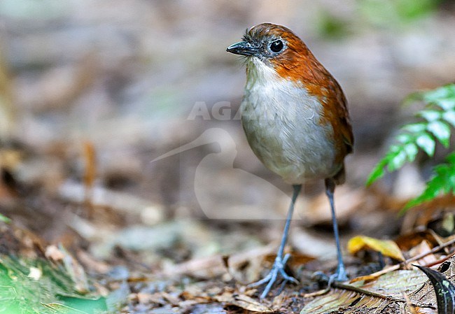 White-bellied Antpitta (Grallaria hypoleuca castanea) at San Isidro lodge, east slope of the Andes in Ecuador. Standing on the ground. stock-image by Agami/Marc Guyt,