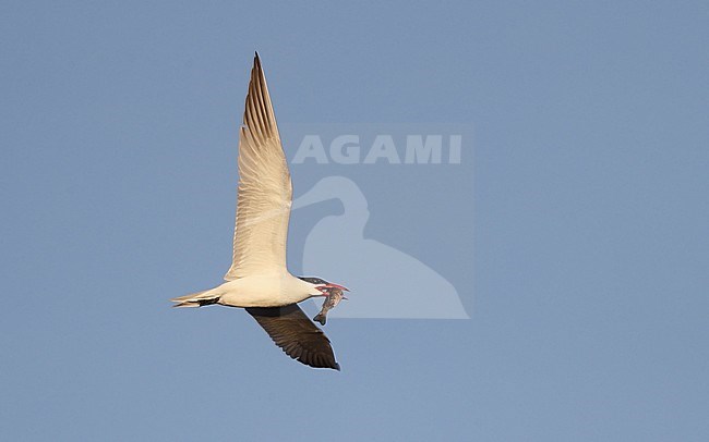 Adult Caspian Tern (Hydroprogne caspia) in flight at Ishøj Strand in Denmark. Adult fishing along the shore, carrying caught fish in its bill. stock-image by Agami/Helge Sorensen,