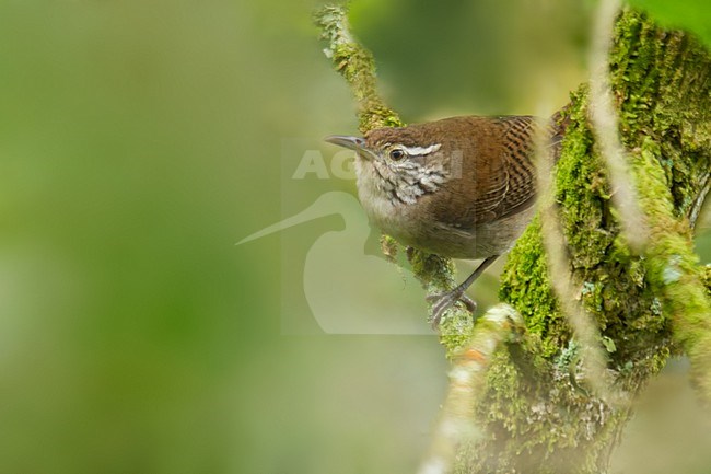 Critically Endangere Niceforo's Wren, Thryophilus nicefori, in Colombia. stock-image by Agami/Dubi Shapiro,