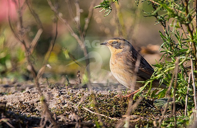 Bergheggenmus, Siberian Accentor stock-image by Agami/Wil Leurs,