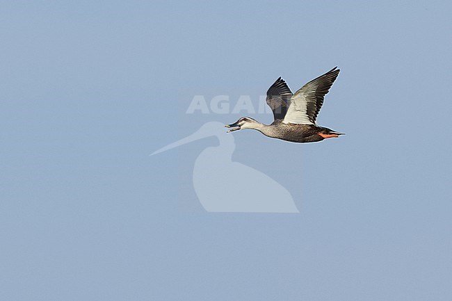Calling adult Eastern Spot-billed Duck or Chinese Spot-billed Duck (Anas zonorhyncha) in flight against the blue sky stock-image by Agami/Mathias Putze,