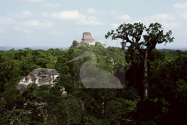 Tempel te Tikal; Temple at Tikal stock-image by Agami/Marc Guyt,