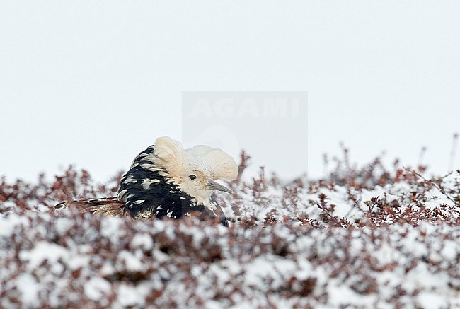  stock-image by Agami/Markus Varesvuo,