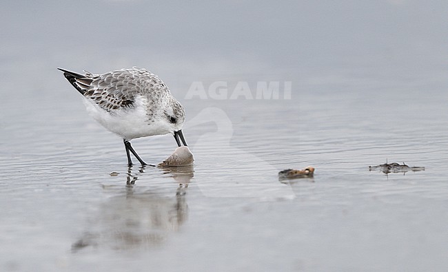 Sanderling, Calidris alba, at Stone Harbor, New Jersey, USA stock-image by Agami/Helge Sorensen,