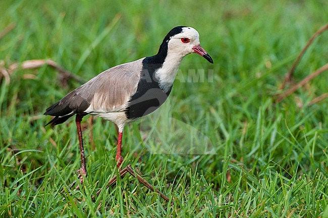 Portrait of a long-toed lapwing, Vanellus crassirostris, walking and hunting in tall grass. Chobe National Park, Botswana. stock-image by Agami/Sergio Pitamitz,