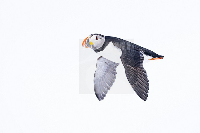  stock-image by Agami/Menno van Duijn,