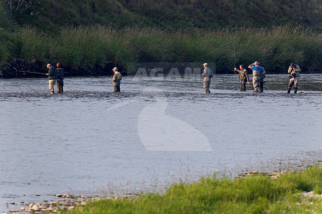 Vliegvisser vissend in stromend water van de Grensmaas. Fisherman fly-fishing in the river Meuse. stock-image by Agami/Ran Schols,