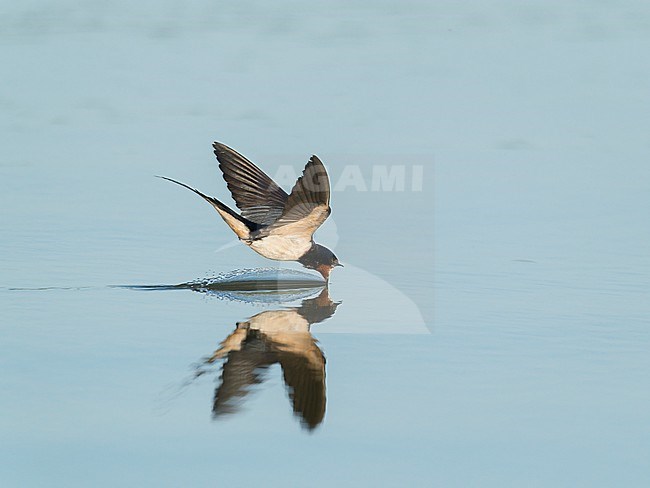 Drinking flying Barn Swallow (Hirundo rustica) low and with high speed above water surface with open bill during hot summer weather stock-image by Agami/Ran Schols,