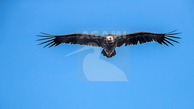 Adult Cinereous Vulture flying over Monfragüe NP, Spain. May 20, 2018. stock-image by Agami/Vincent Legrand,