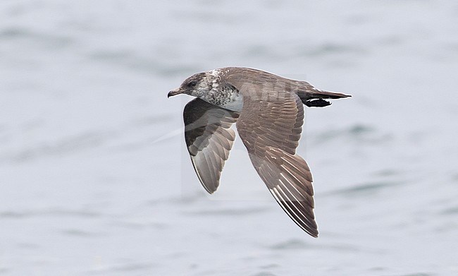 Subdult Pomarine Jaeger (Stercorarius pomarinus) flying offshore off the North American coast during late summer. Showing upper wing. stock-image by Agami/Brian Sullivan,