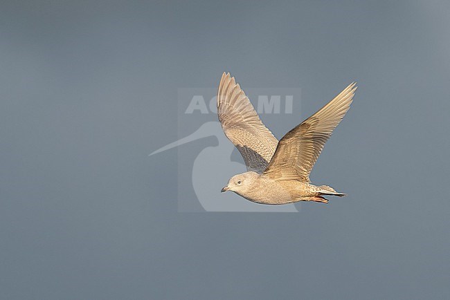 Wintering second calendar year Iceland Gull (Larus glaucoides) flying over arctic harbour in Varangerfjord, northern Norway. stock-image by Agami/Marc Guyt,