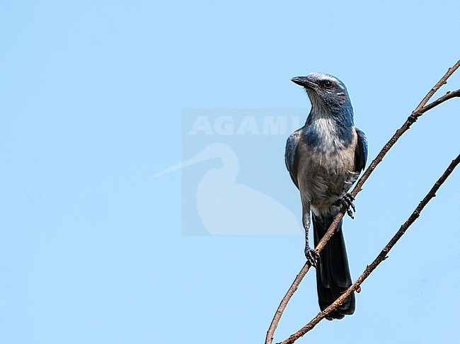 Florida scrub jay (Aphelocoma coerulescens) perched in a tree stock-image by Agami/Roy de Haas,