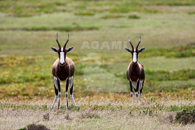 Bontebok; Bontebok stock-image by Agami/Marc Guyt,