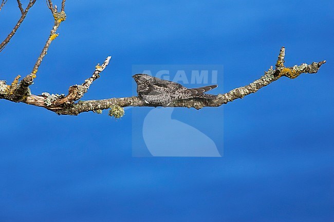 Amerikaanse Nachtzwaluw, Common Nighthawk stock-image by Agami/David Monticelli,