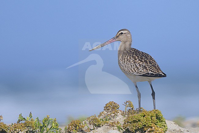 Bar-tailed Godwit (Limosa lapponica) juvenile, with the sea as background. stock-image by Agami/Sylvain Reyt,