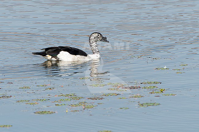 Knob-billed Duck, Sarkidiornis melanotos, in India. stock-image by Agami/Dani Lopez-Velasco,
