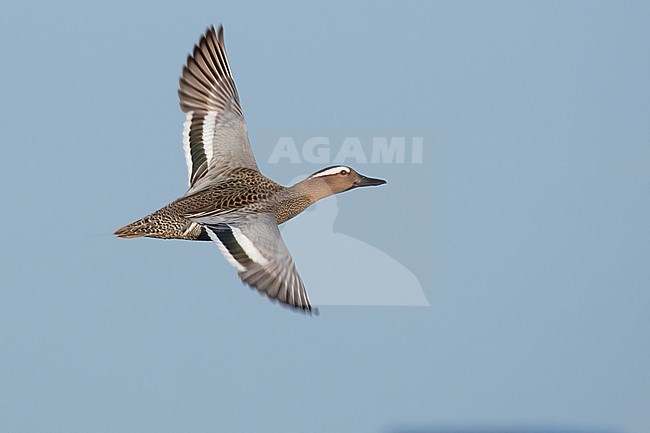 A summer plumage Garganey flying against a clear blue background. stock-image by Agami/Jacob Garvelink,